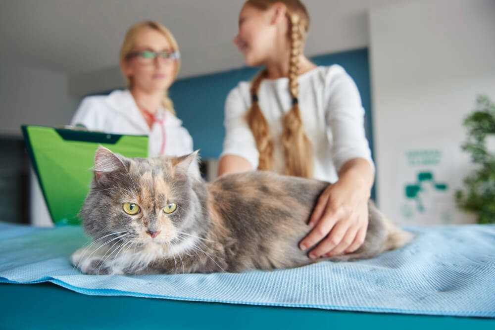 Veterinary Clinics Payment Processing