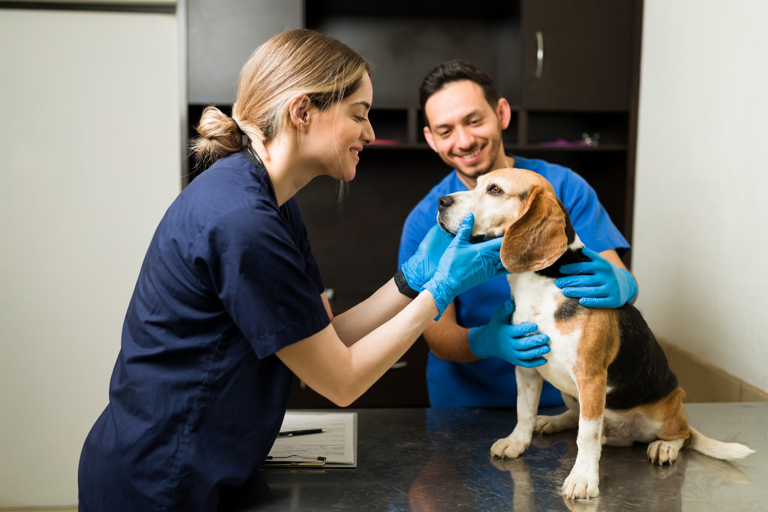 12 Veterinary Clinic PCI Compliance Requirements